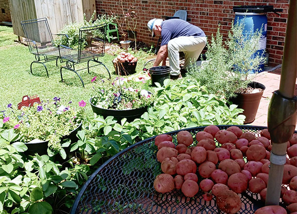 Healthy Harvest